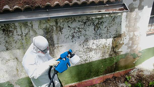Trusted Mold Remediation service in Mahwah, NJ - Cheap Mold Removal